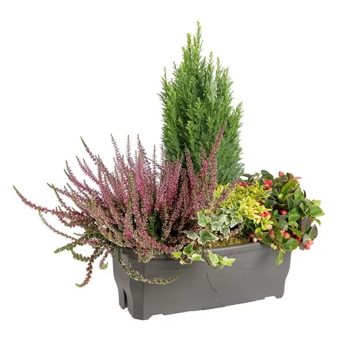 Composition d'extérieur mélange non gelif - La jardinière de 40 cm