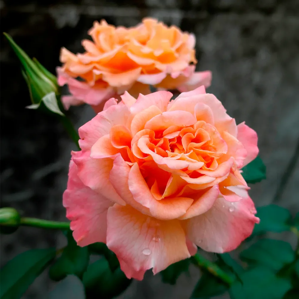 Rosier buisson Augusta Louise Rosa augusta louise