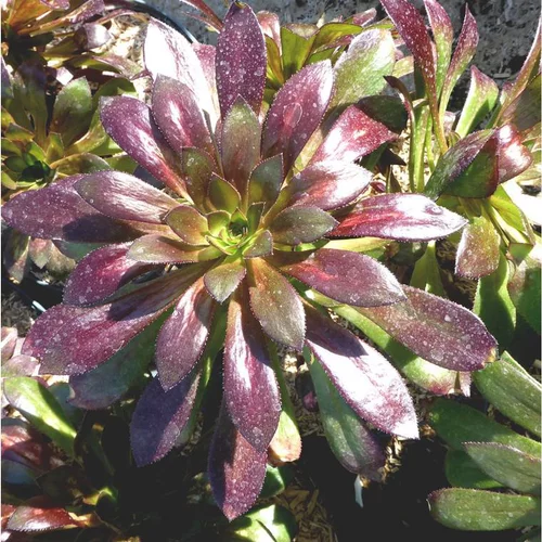 Aeonium Atropurpurea. Le pot de 15 litres