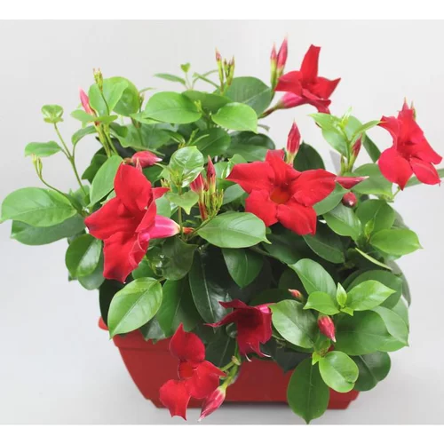 Dipladénia Sundaville Jardinière - La jardinière de 28 cm