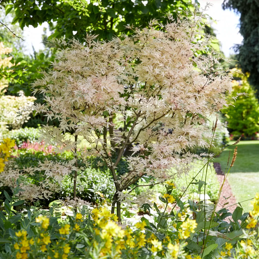 Erable Taylor Acer palmatum Taylor
