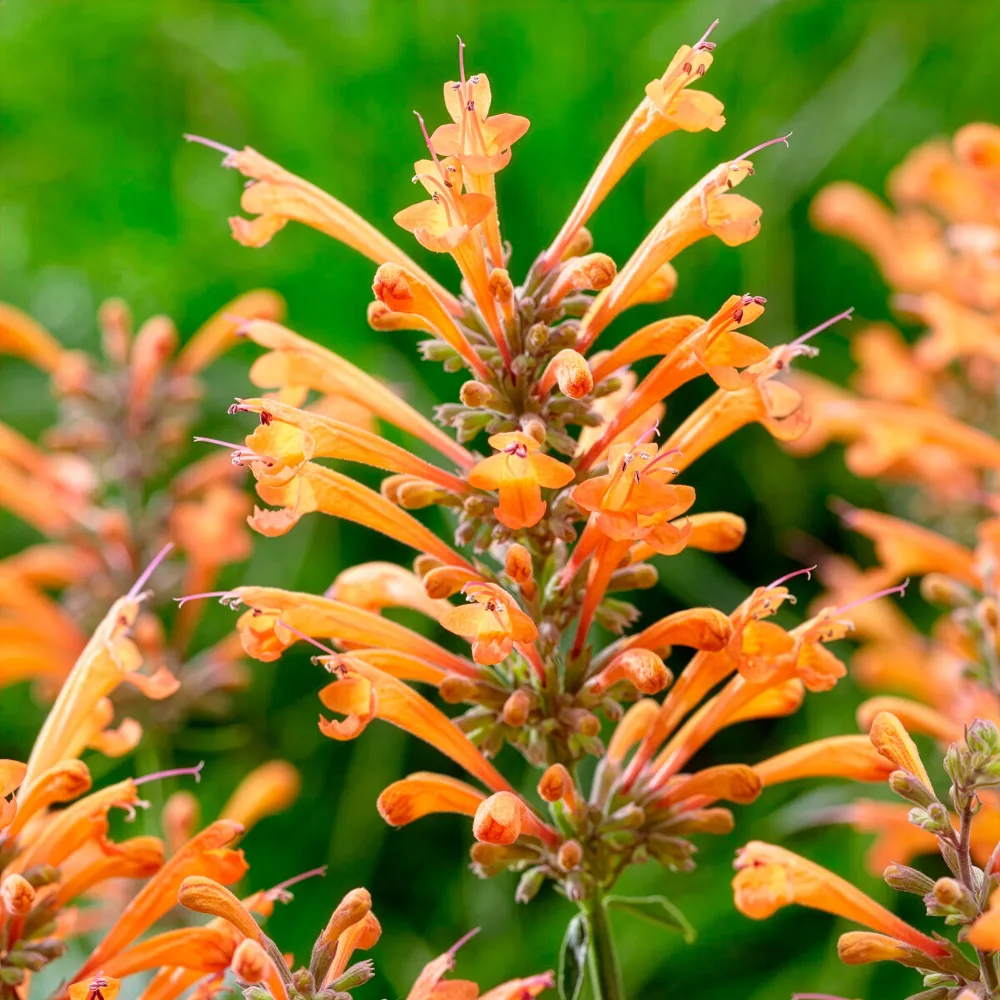 Agastache Kudos Mandarin Agastache Kudos Mandarin