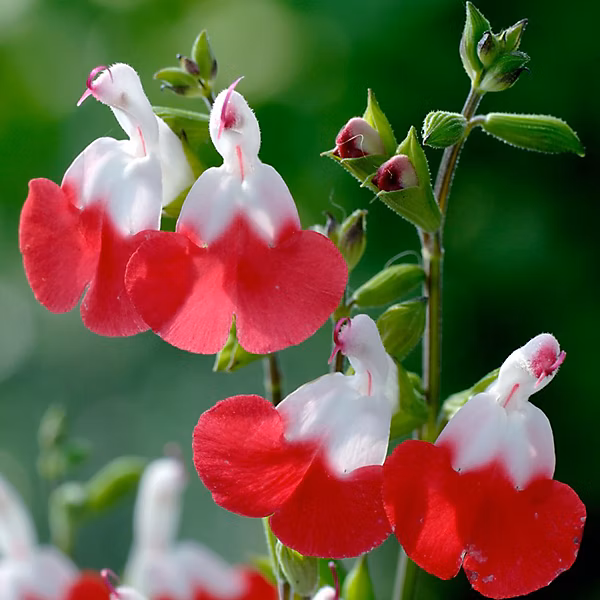 6 x Sauge à petites feuilles 'Hot Lips' – Salvia microphylla 'Hot Lips', godet 9cm x 9cm