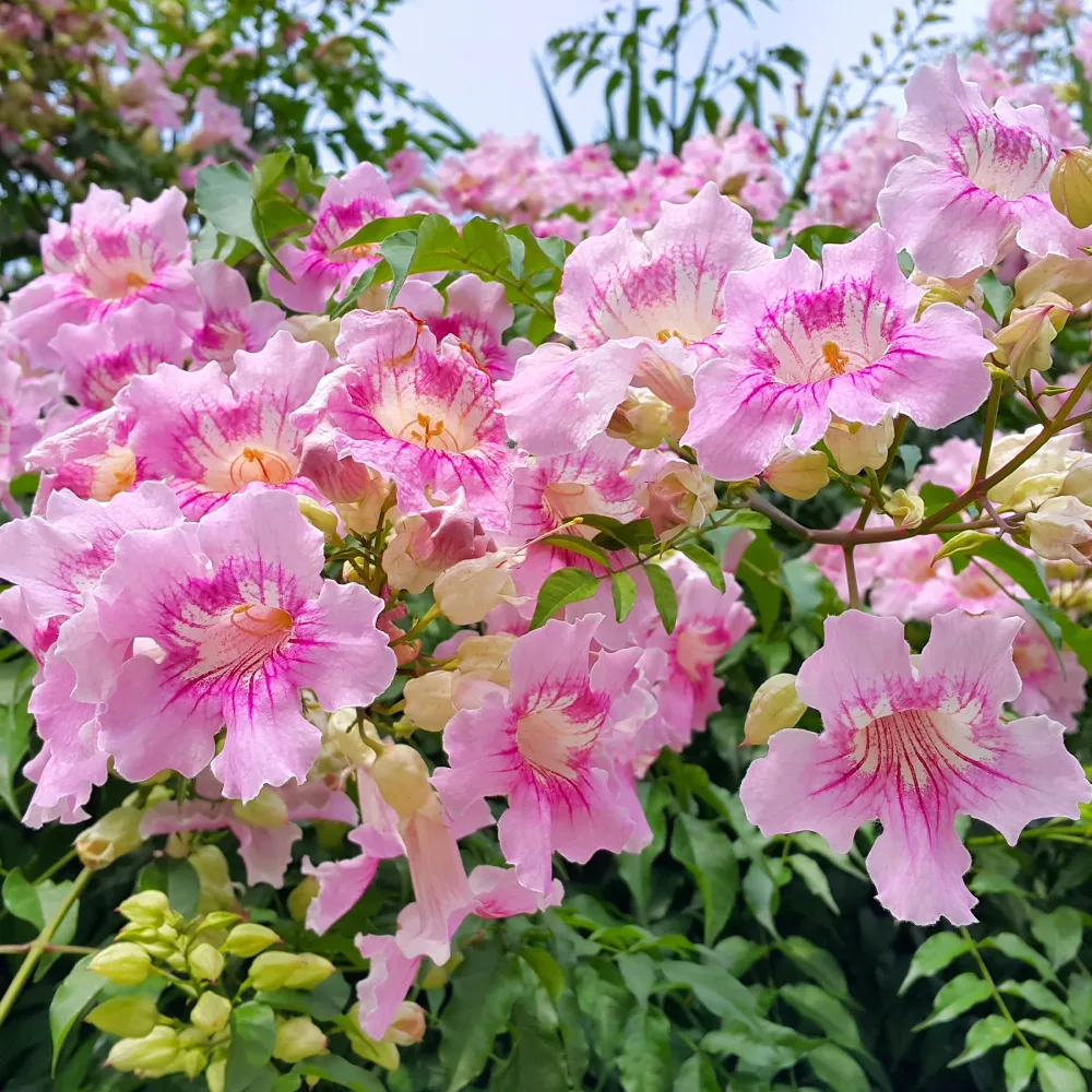 Bignone rose Comtesse Sarah Podranea ricasoliana Comtesse Sarah