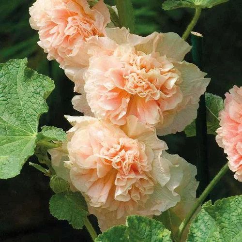 Rose Trémière Saumon - Le pot de 9 x 9 cm