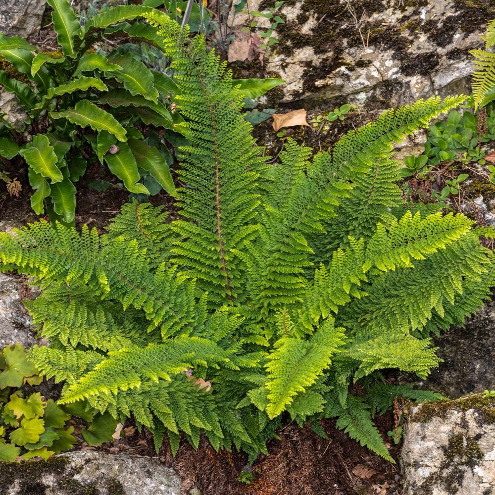 Aspidie à cils raides Herrenhausen - Fougère Polystichum setiferum Herrenhausen