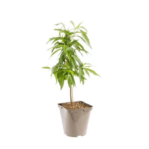 Amandier Nain Fruit Me® Almond Me. Le pot de 4 litres