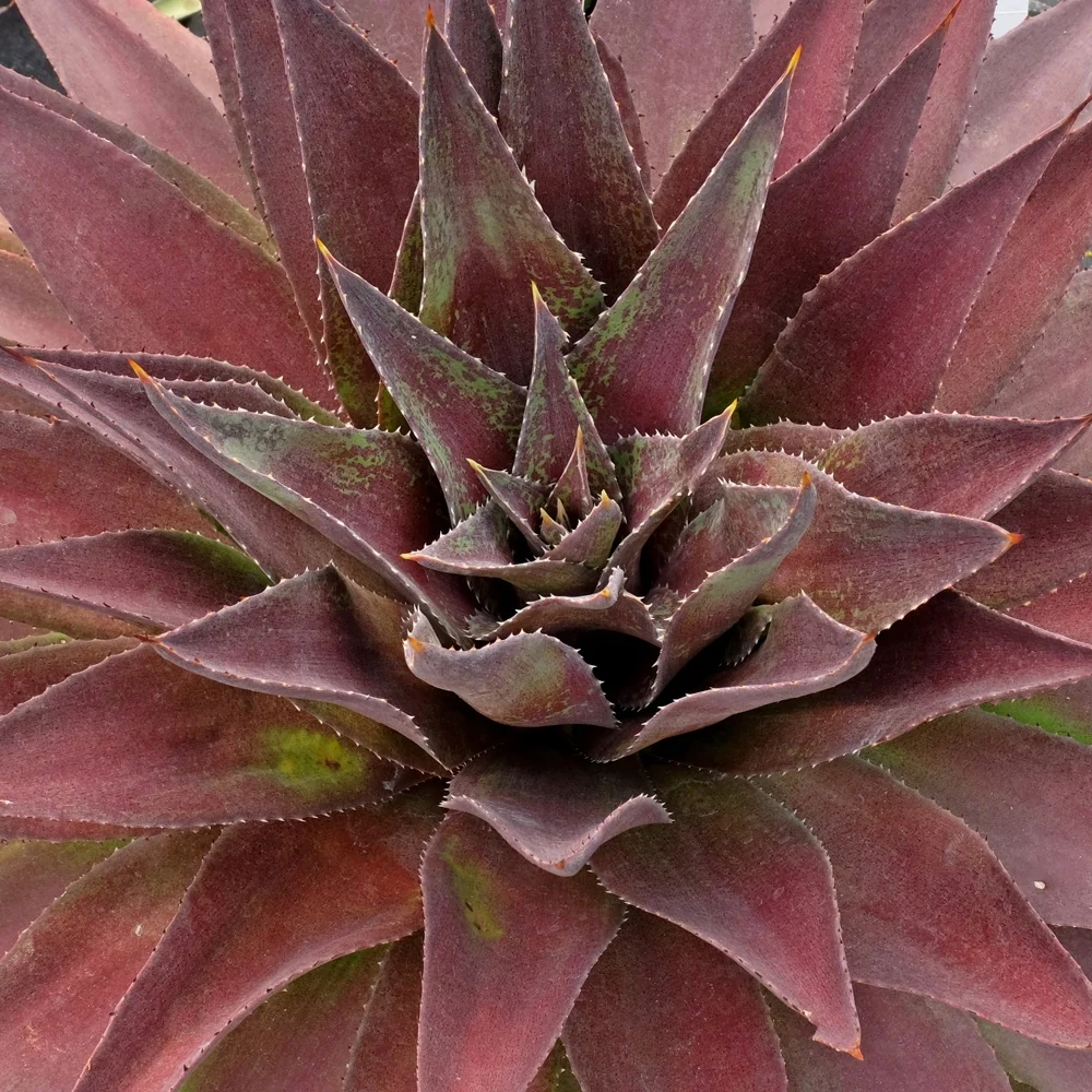 Mangave Redwing ® Agave 'redwing' ( mangave® series )