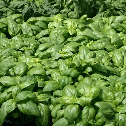 Basilic Grand Vert Bio. Le pot de 1 litre