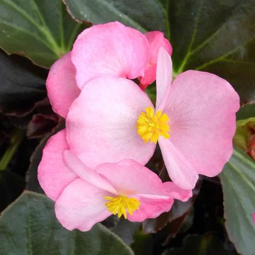 Begonia Big Feuilles Bronzes Fleurs Roses. Le pot de 1 litre