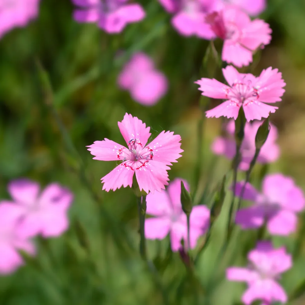 Œillet à delta Rosea Dianthus deltoides rosea