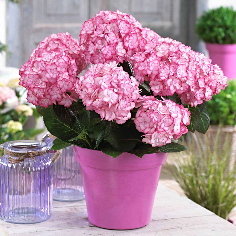 Hortensia Miss Saori Hydrangea macrophylla miss saori (h2002)