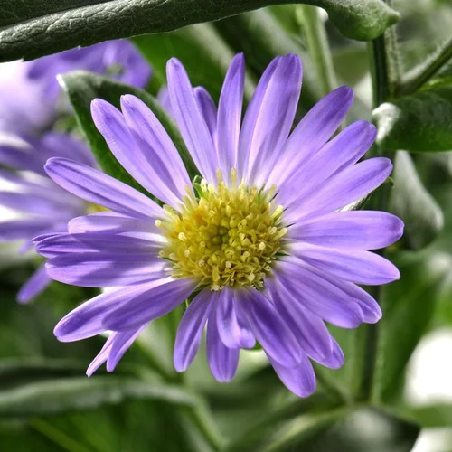 Aster à fleurs multicolores en mélange - La jardinière de 40 cm