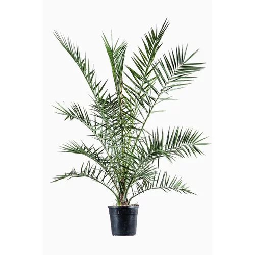 Phoenix Canariensis ou Dattier des Canaries 150/175 cm en pot de 10 L