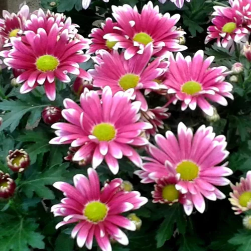 Chrysanthèmes - Le pot en terre de Ø 21 cm