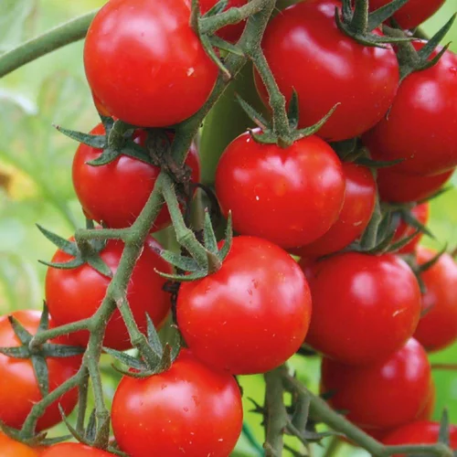 Tomate Cerise Supersweet 100. La barquette de 6 plants