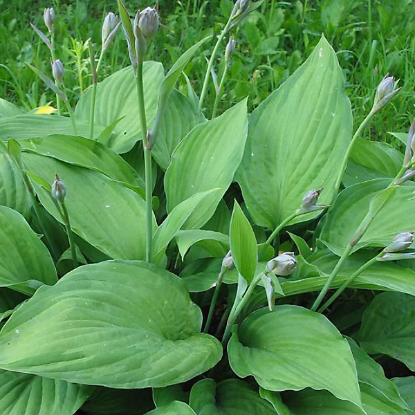 6 x Hosta fortunei 'Albopicta' – godet 9cm x 9cm