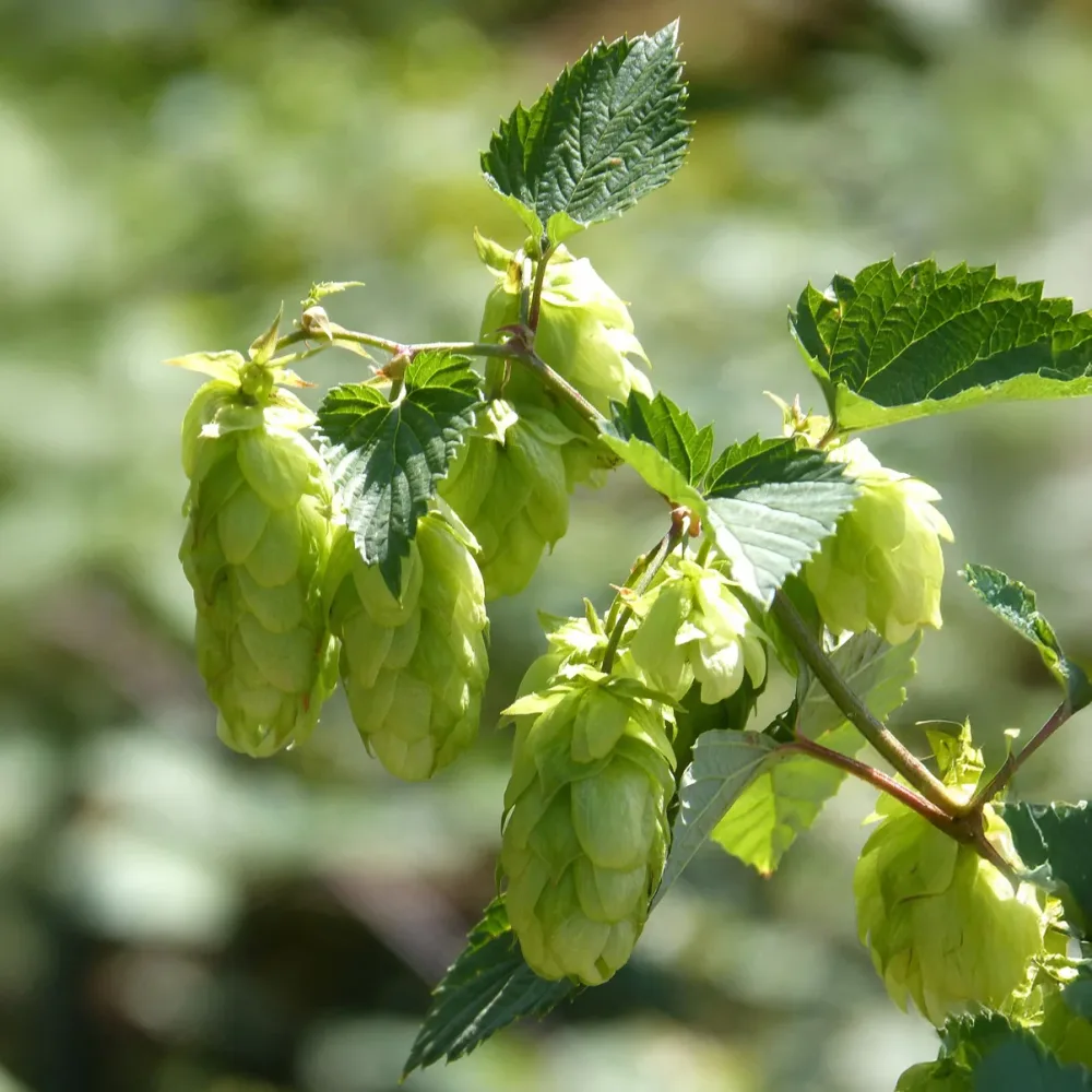 Houblon Centennial Humulus lupulus Centennial