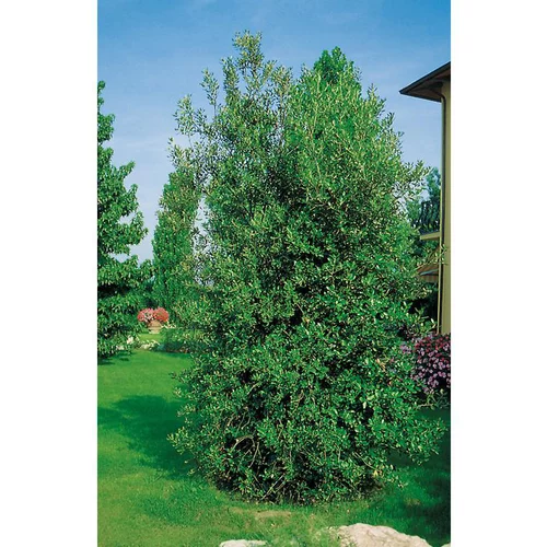 Chêne Vert - pot 18 L