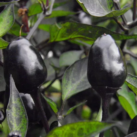 Biologische zaden van Peper Purple