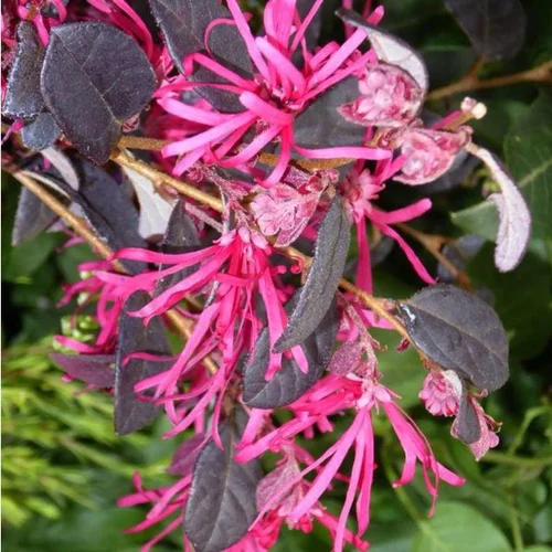 Loropetalum Chinense Fire Dance Touffe rose en pot de 7,5 L