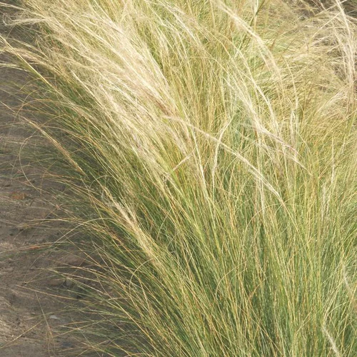 Stipa - Le pot de 4 litres
