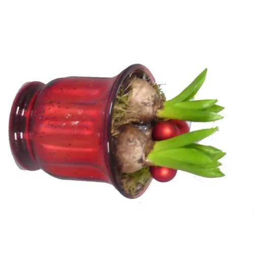 Jacinthe x2 verrerie rouge - La composition