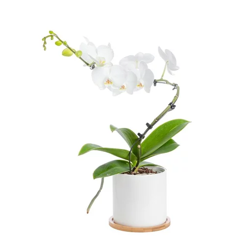 Phalaenopsis spirale 1 tige avec cache-pot blanc en céramique Ø 12 cm
