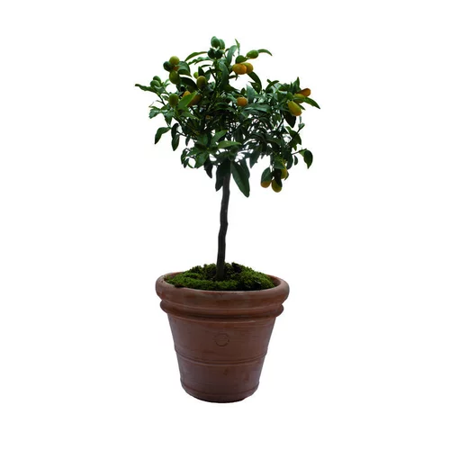 Pot Toscane en terre cuite claire - Ø80 x H64