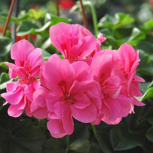 Géranium Lierre double à fleurs multicolores - Le pot Ø 17 cm