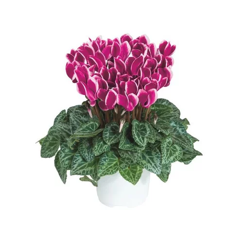 Mini cyclamen fantasia® - Le pot de diamètre 10,5 cm
