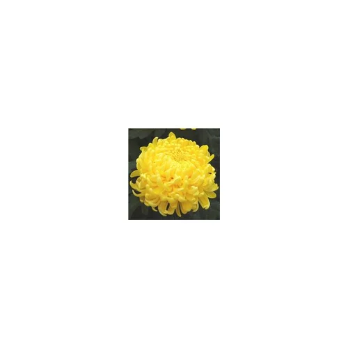Chrysanthème grosses fleurs - Le pot de 3 litres
