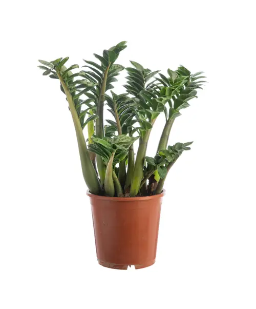 Zamioculcas Zanzi vert. Le pot Ø 21 cm