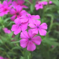 Phlox de Drummond - Le pot de 10.5 cm