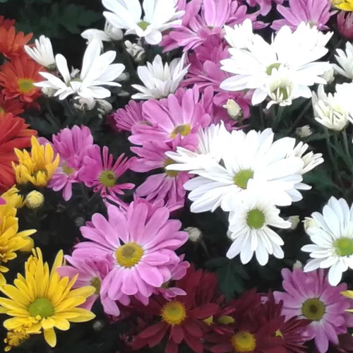Mini Chrysanthème - Le pack de 6 plants