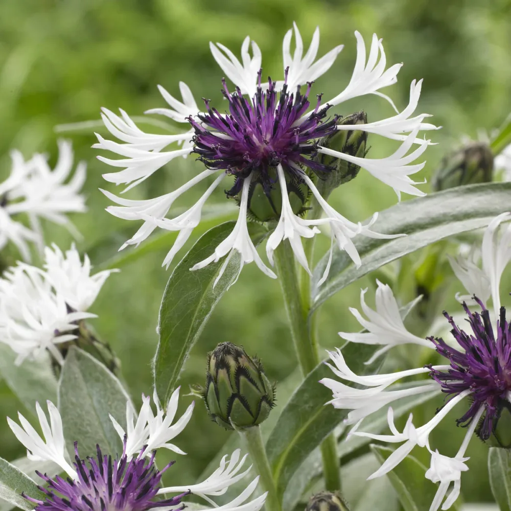 Centaurée des montagnes Amethyst in Snow Centaurea montana Amethyst in Snow