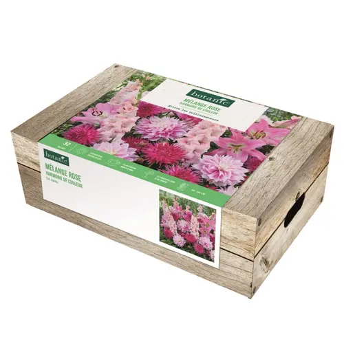 Cagette de 32 bulbes en mélange harmonie rose botanic®