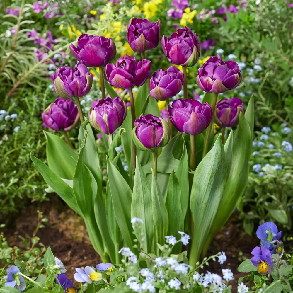 Tulipe Negrita Tulipa Negrita