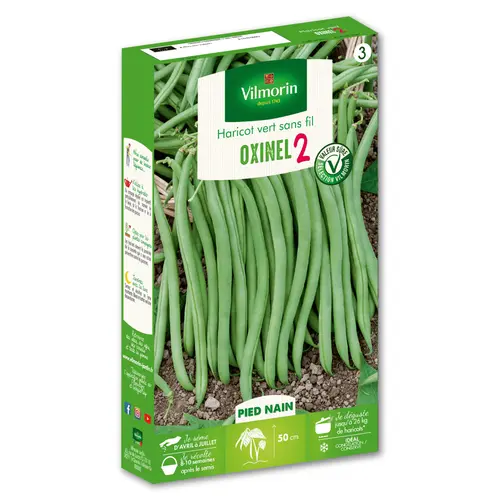 Graines haricot vert sans fil Oxinel 2 Vilmorin - graines à semer