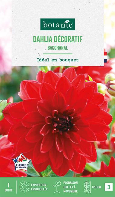 Bulbe de fleurs Dalhia décoratif Bacchanal botanic® - 1 bulbe