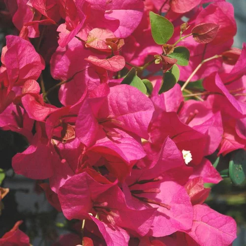 Bougainvillier ou Bougainvillée Californiana à fleurs roses - Le pot Ø 17 cm 1/4 de tige