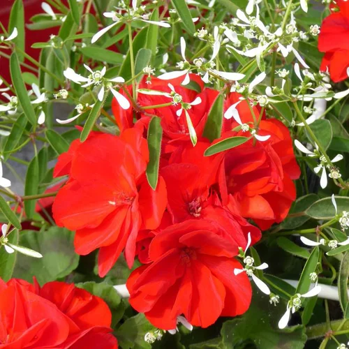Composition de Géranium Calliope et Euphorbe à fleurs multicolores - Le pot de 6 litres