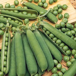 Pois nain Orion Pisum sativum orion