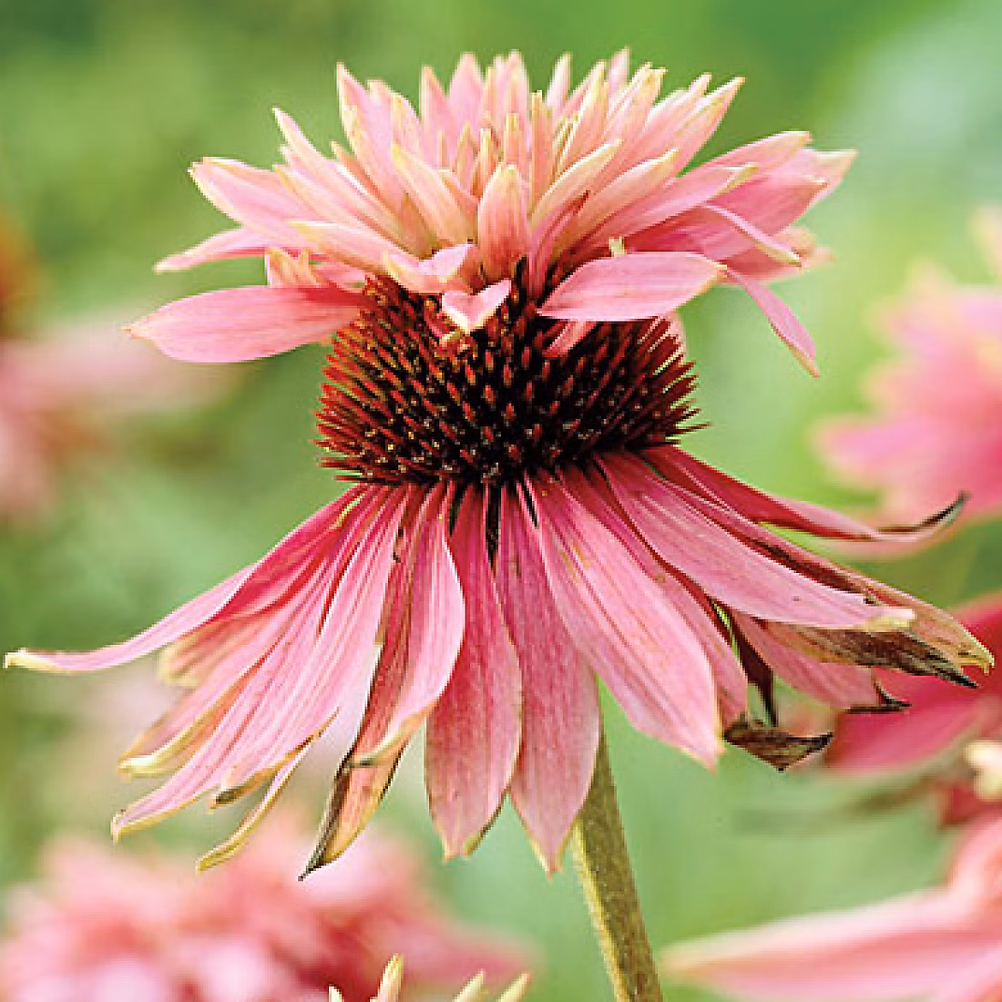 6 x Rudbeckia pourpre 'Doubledecker' – Echinacea purpurea 'Doubledecker', godet 9cm x 9cm