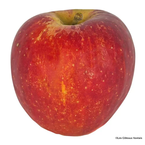Pomme Dalyrian bio de France - Prix au kg