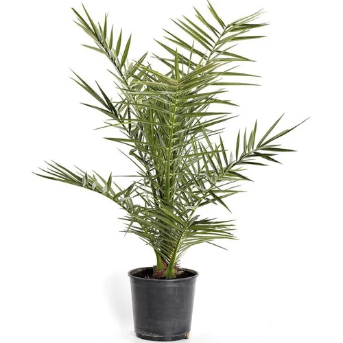 Phoenix Canariensis ou Dattier des Canaries en pot de 7 L