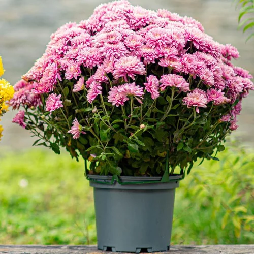 Chrysanthème ou Marguerite d'automne. Le pot de Ø 19-20 cm