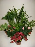 Schlumbergera ou Cactus de Noël. Le pot de Ø 12 cm
