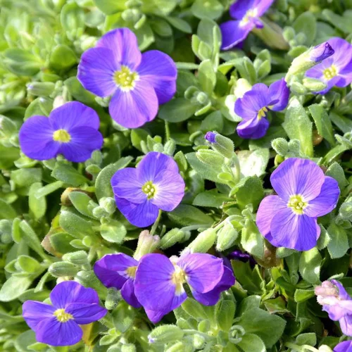 Aubriète glacier bleue en pot de 2 L