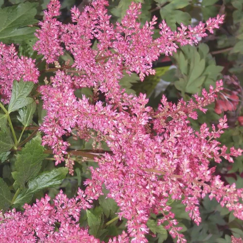 Astilbe 'Bressingham Beauty' - Le pot de 2 litres